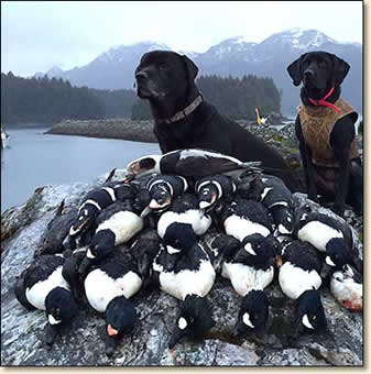 duck hunting dogs